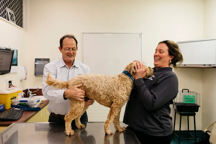 Animal Dermatology Clinic 12