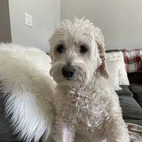 Garden State Veterinary Services Woodbridge ico