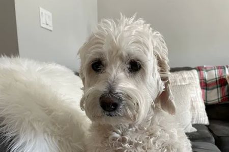 Garden State Veterinary Services Woodbridge