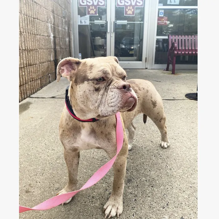 Garden State Veterinary Services Woodbridge 12