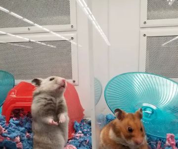 Petco