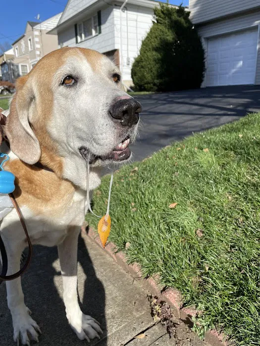 Plainfield Animal Hospital 12