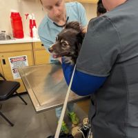 Vetco Vaccination Clinic ico