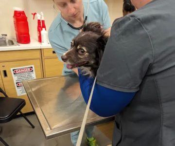 Vetco Vaccination Clinic