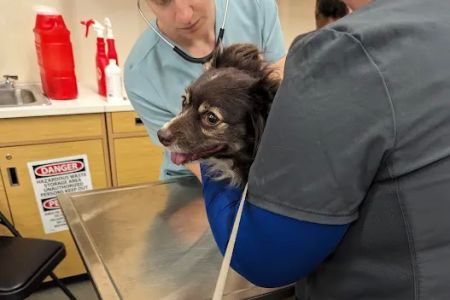Vetco Vaccination Clinic