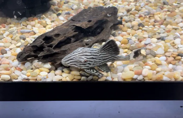 JJ Aquarium 6
