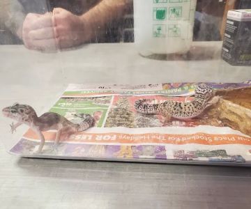 Shedskin Reptiles