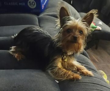 Snacky Snax Barkery