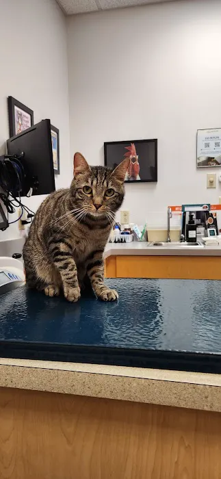 South Branch Veterinary Services 12
