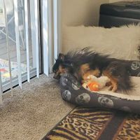 Petco ico