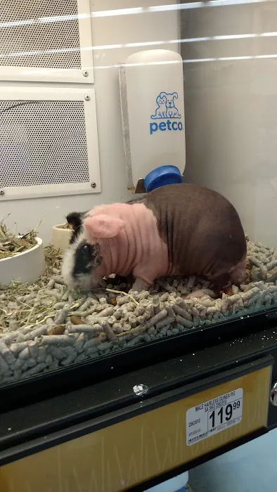 Petco 4