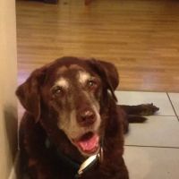 Round Valley Animal Hospital ico