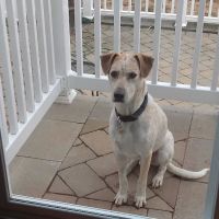 Crown Veterinary Specialists ico