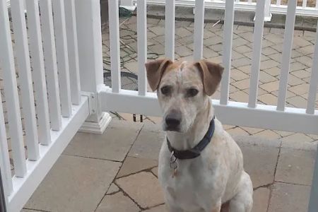 Crown Veterinary Specialists