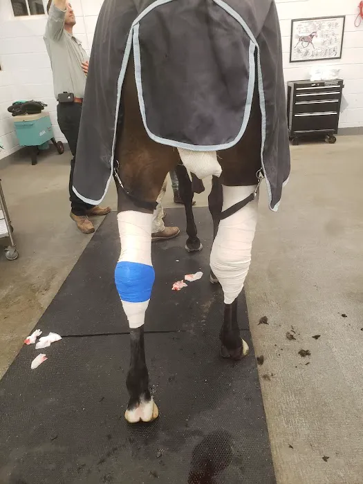 Running S Equine Veterinary 12