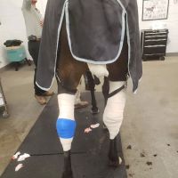Running S Equine Veterinary ico