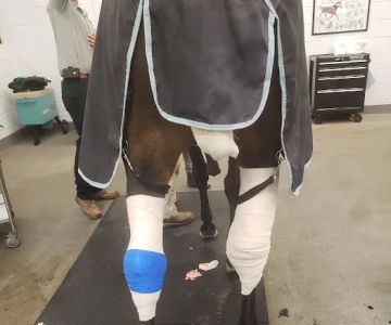 Running S Equine Veterinary