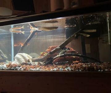 Vallejo Aquarium