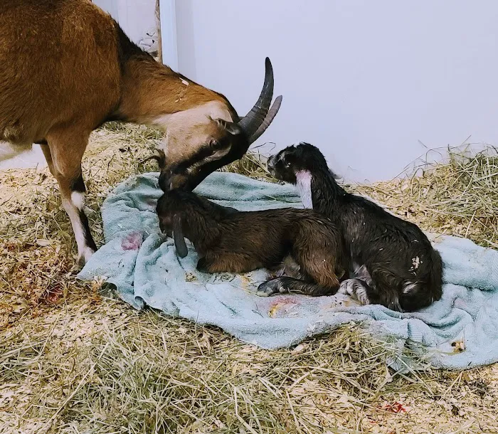 Equiheart Veterinary Services, LLC 8