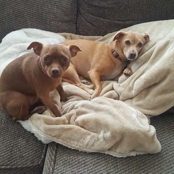 Pets 4 All 1