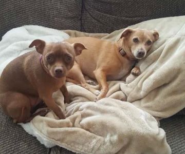 Pets 4 All