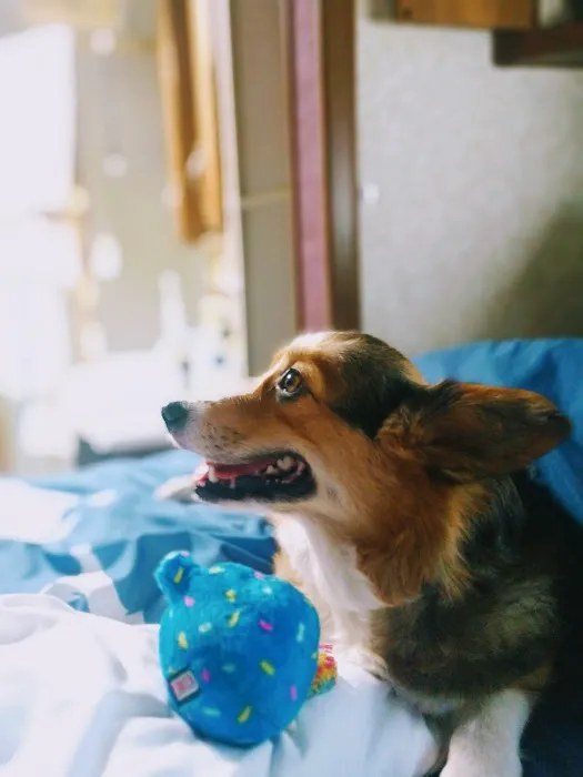 Pets 4 All 2