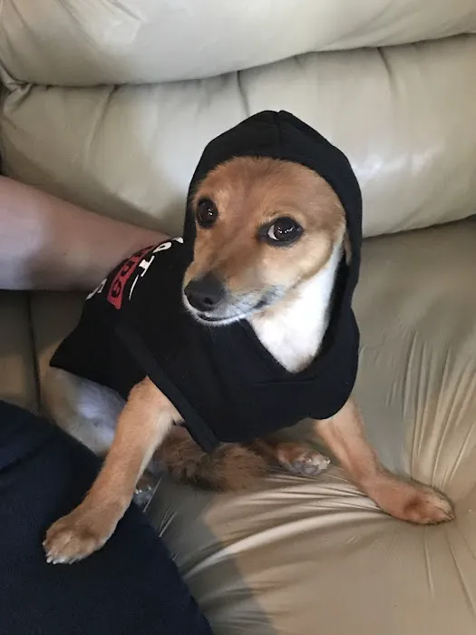 Pets 4 All 4