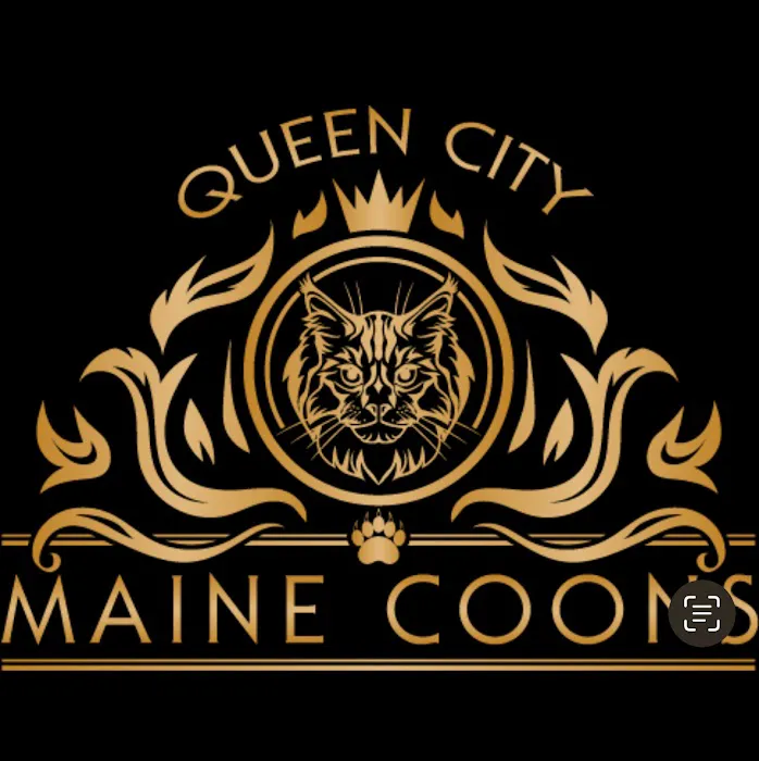 Queen City Maine Coons 12