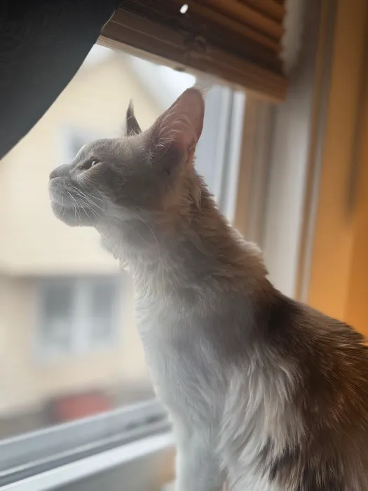 Queen City Maine Coons 12