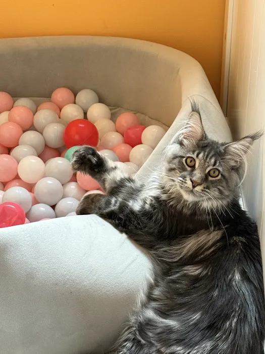 Queen City Maine Coons 12
