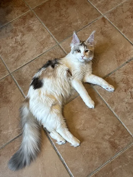 Queen City Maine Coons 12