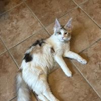Queen City Maine Coons ico