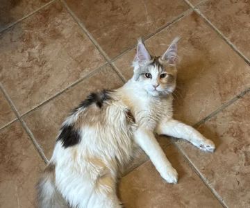 Queen City Maine Coons