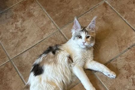 Queen City Maine Coons
