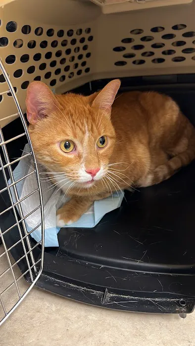 Hamilton Animal Care 12