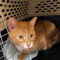 Hamilton Animal Care ico
