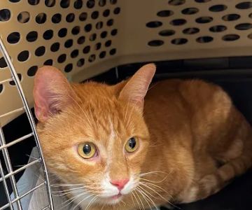 Hamilton Animal Care