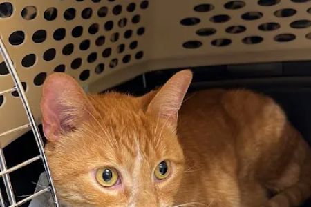 Hamilton Animal Care