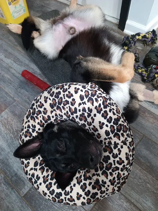 West Valley Animal Hospital 12