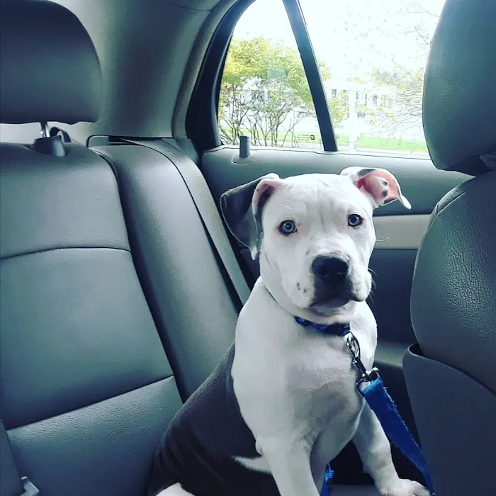 Hamilton Animal Care of the Lehigh Valley 12