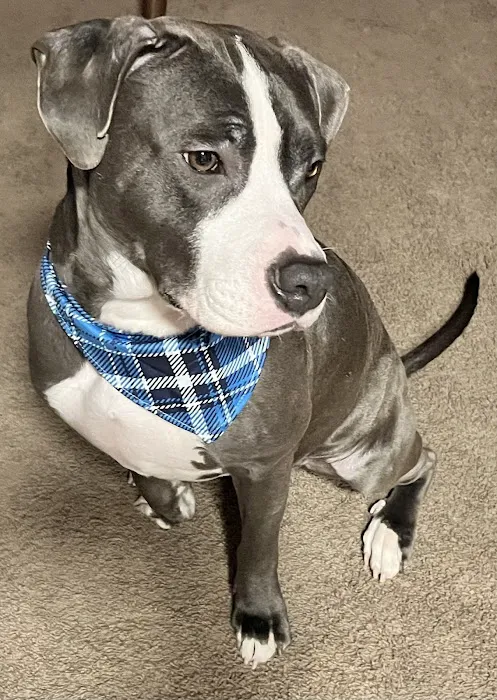 Hamilton Animal Care of the Lehigh Valley 12