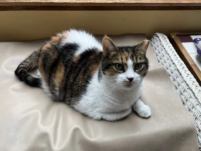 Hamilton Animal Care of the Lehigh Valley 12