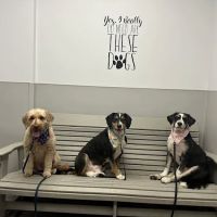 Hamilton Animal Care of the Lehigh Valley ico