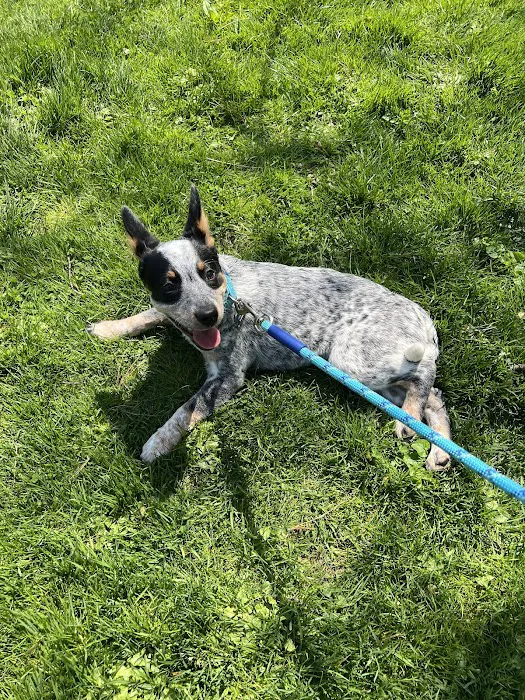 Hamilton Animal Care of the Lehigh Valley 12
