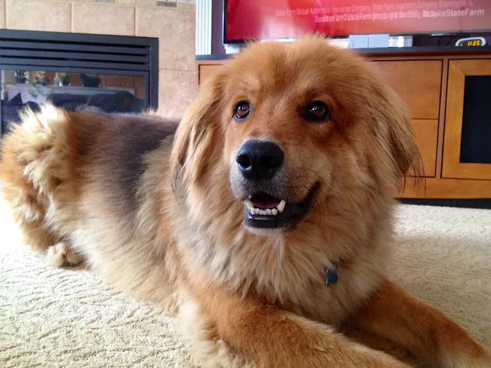 Simmonds Veterinary Hospital LLC 12
