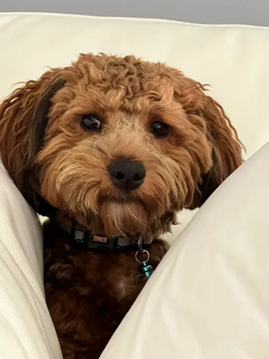 Simmonds Veterinary Hospital LLC 12