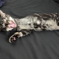 Simmonds Veterinary Hospital LLC ico