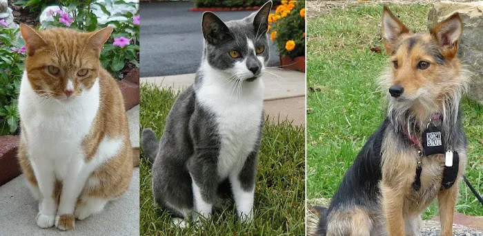 Simmonds Veterinary Hospital LLC 12