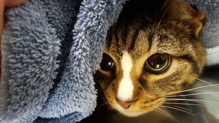 Allentown Cat Clinic, PC 3