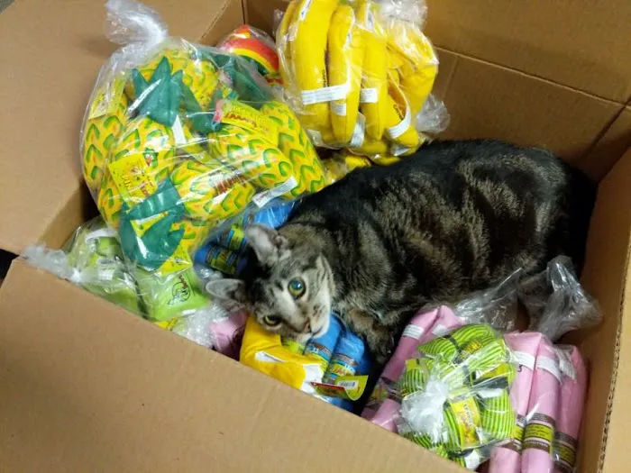 Allentown Cat Clinic, PC 9